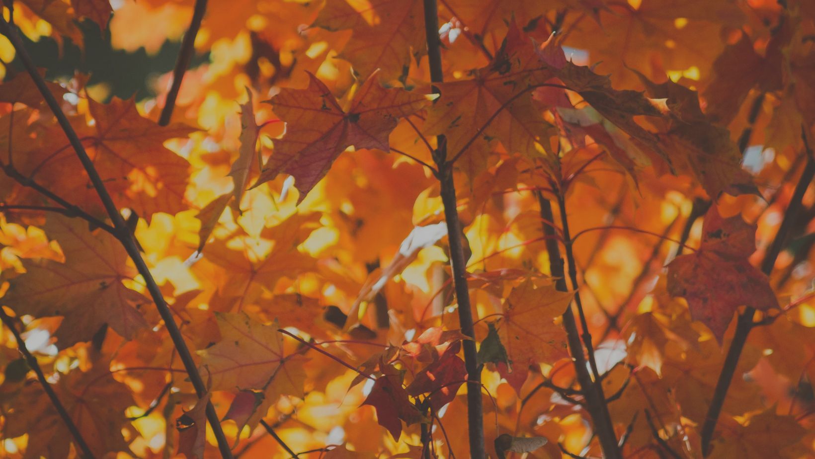 Cozy Season Sale autumn vibe